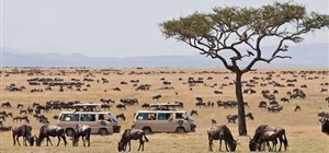 The origins of Urban Sanctuaries